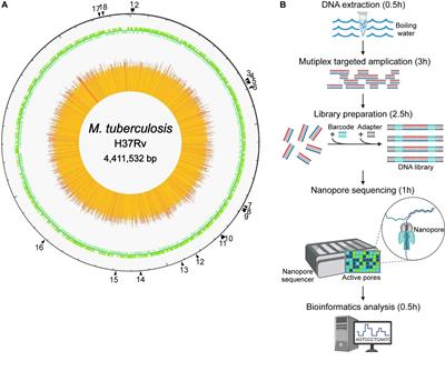 High-throughput nanopore targeted sequencing for efficient drug resistance assay of Mycobacterium tuberculosis